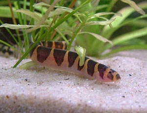 kuhli loach